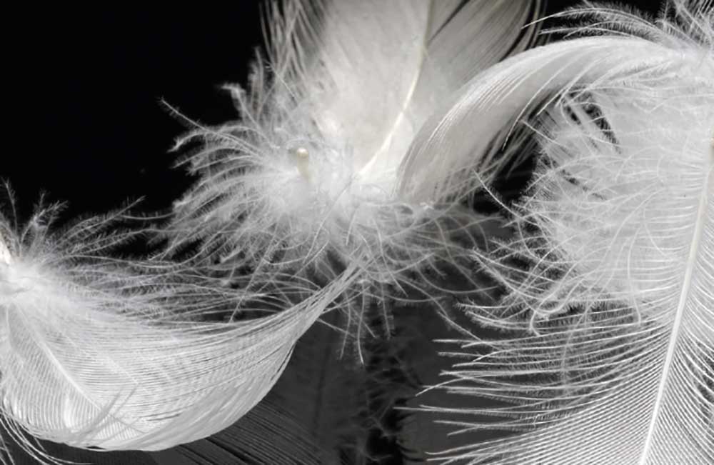 Kissen mit Eiderdaunen, medium